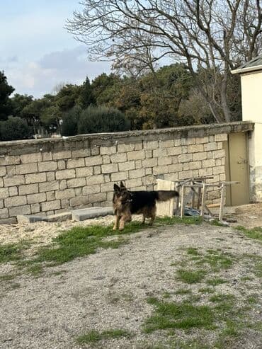 Quşlar: Alman çoban iti, 1 il — 4