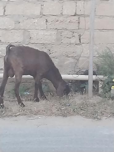 Qoyunlar, qoçlar: Saf qan təmiz hələb təkəsi, onnan dönmə çəpişlər, Ana-bala qoyunlar. 2 — 2