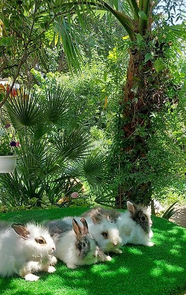 ev quş: Angora tipli dekorativ dovşanlar - Uzun, yumşaq və tüklü yun örtüyü — 6