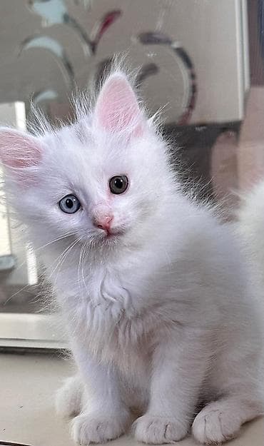 turk anqorasi: Türk anqora — 2