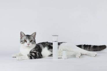 bit darağı qiyməti: Petkit 2 in 1 Pet Trimmer Pro (PK413) Petkit 2 in 1 Pet Trimmer Pro ev — 4