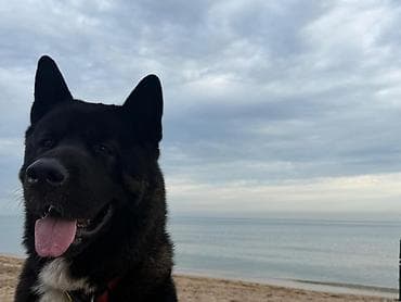 it satislari: Akita-inu, 4 il, Erkek, Sənədli, Ödənişli çatdırılma — 2