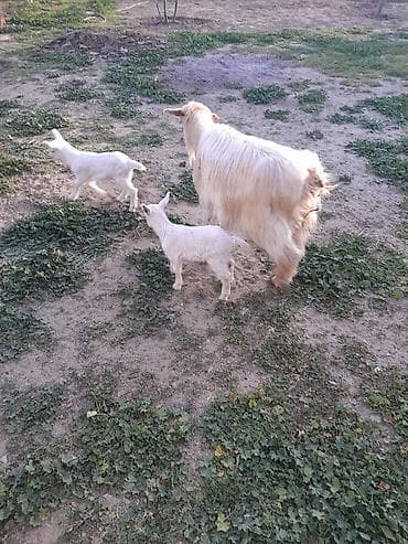 keci satisi: Dişi, Zanen, il: 1, 40 kq, Südlük, Ünvandan götürmə — 1