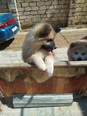 Heyvanlar üçün mallar: Akita-inu, 3 ay, Dişi, Peyvəndli — 6