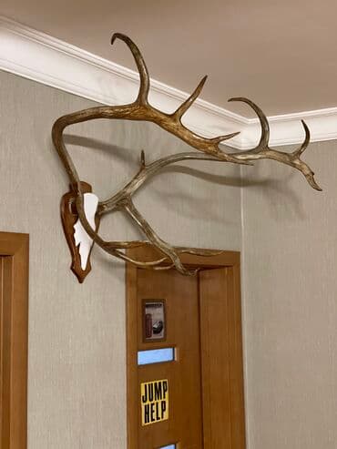 Maral buynuzu, оленьи рога lalafo.az -da Maral buynuzu, оленьи рога