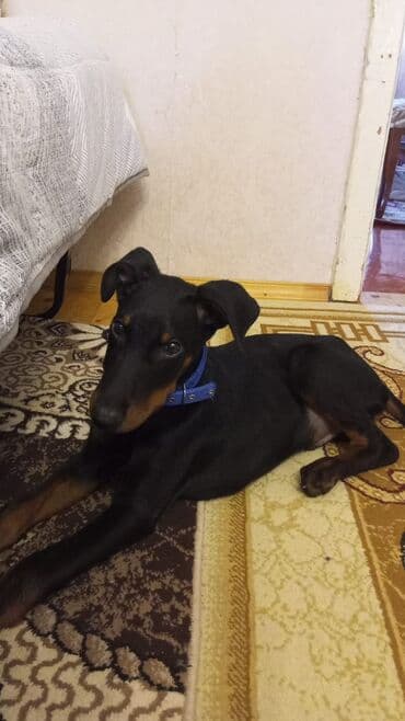 Doberman, 3 ay, Erkek, Peyvəndli, Ünvandan götürmə