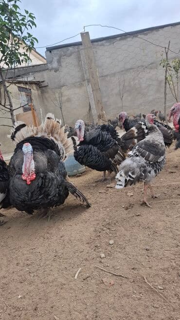 cuceye verilen adlar: Erkək, Amerika, Damazlıq, Ünvandan götürmə — 8