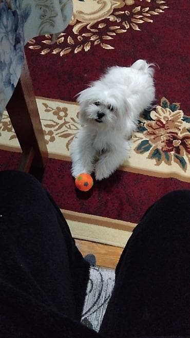 cins itlerin satisi: Məhsul: Kiçik itlər üçün bayram üslublu geyim - Tərtibat: don tipli — 3