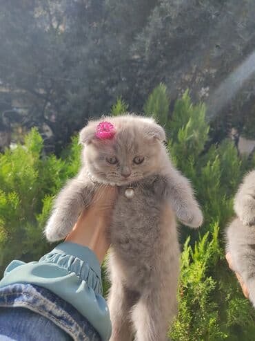 pişik sekilleri: Şotland yastı qulaq, Dişi, Ödənişli çatdırılma — 1