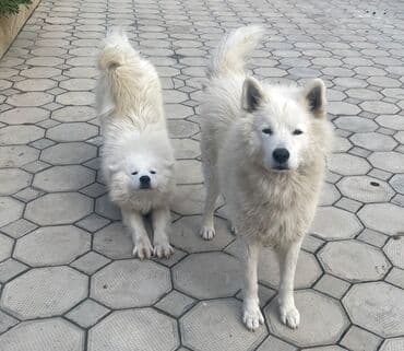 Pişiklər: Samoyed — 10