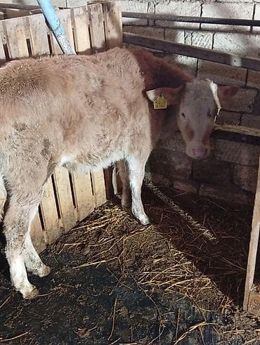 inək adı: Salamın aleykum inəy yaxshi ineydir hündürlüyü boyu caynaqlı heyvandir — 5
