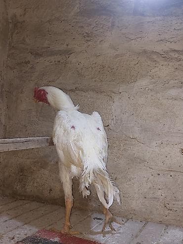 bece cuceler: Toyuq cücələri, Damazlıq — 4