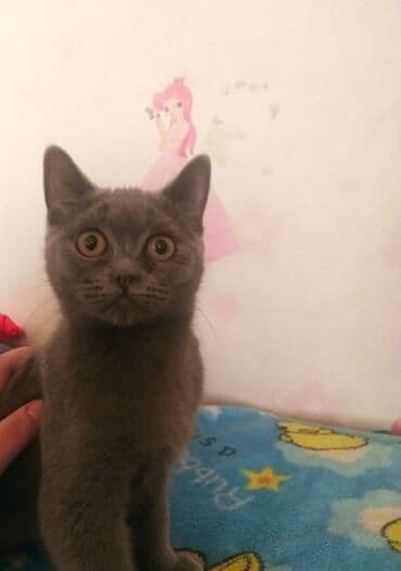 собака отдам в хорошие руки: Britan, Erkək, Dişi, Yaxşı əllərə, Ünvandan götürmə, Pulsuz çatdırılma, Ödənişli çatdırılma — 2