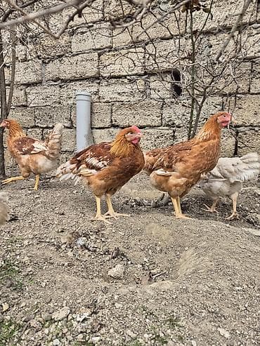 Heyvanlar üçün mallar: Toyuq, Yumurtalıq, Ünvandan götürmə — 8