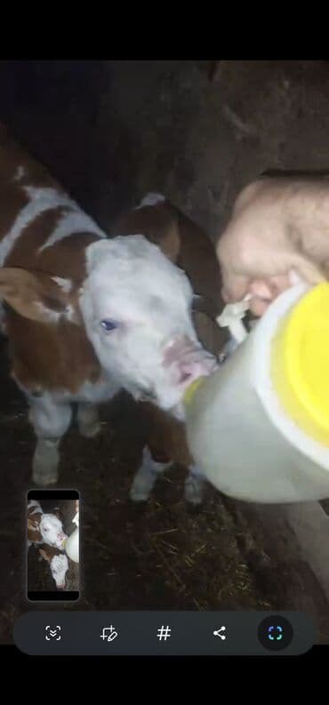 quzu qiymeti: Dana, buzov, Dişi, Simental, ay: 1, 35 kq, Südlük, Ünvandan götürmə — 3