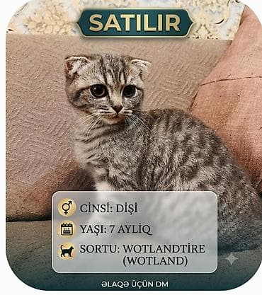 Pişiklər: Dişi — 1