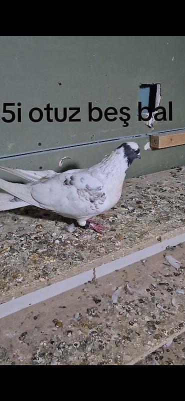 Göyərçinlər: 5 dənə tutulma 25 manat ünvan Bakı naxçıvanski — 2