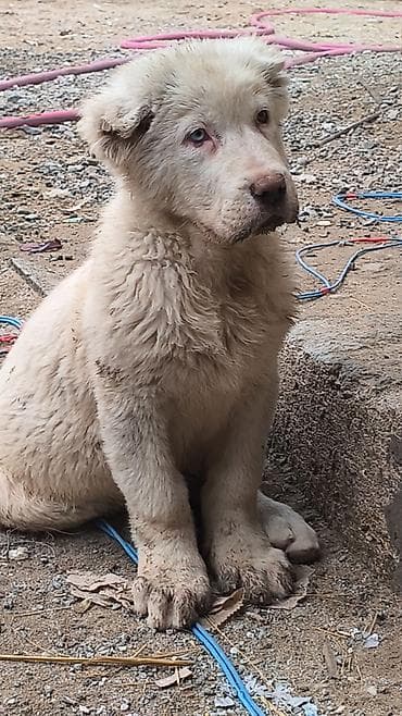 bala itler: Alabay — 5