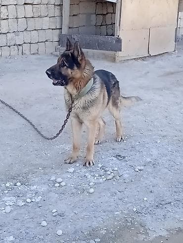 butun it cinsleri: Alman çoban iti — 2