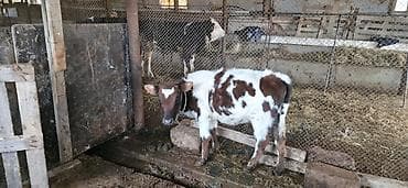 angus dana: Dana, buzov, Dişi, Simental, ay: 1, 80 kq, Ünvandan götürmə — 3