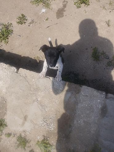 qanqal balası: Zvonok, 1 ay, Dişi, Peyvəndli, Ödənişli çatdırılma — 3