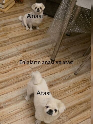 мейн кун купить в баку: Pekines, Ünvandan götürmə — 3