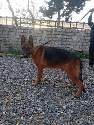 Alman çoban iti, 2 il, Erkek lalafo.az -da Alman çoban iti, 2 il, Erkek