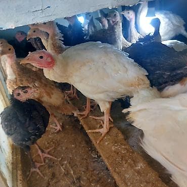 balaca quzu qiyməti: 2 ayliq hindisqa — 5