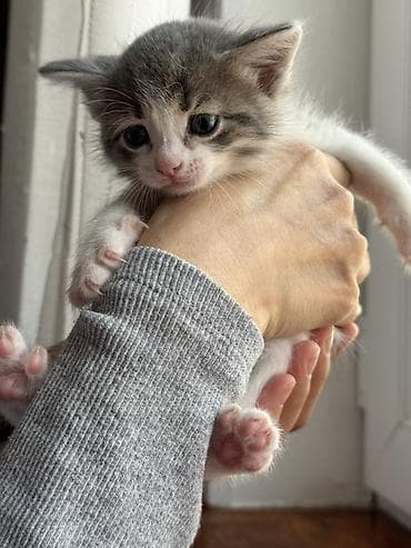 sahibləndirmə: Yaxşı əllərə — 8