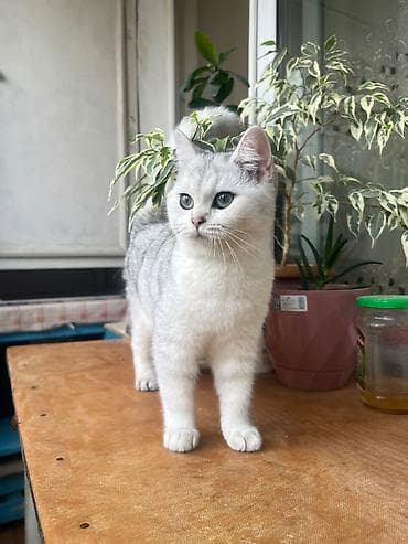 sibir pişiyi: Şinşilla, Dişi, Yaxşı əllərə — 2