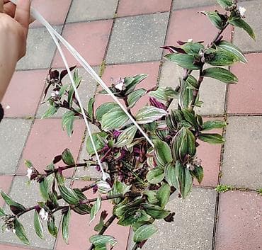 Asma saksıda dekorativ bitkilər - Bitki 1: Tradescantia (skandens