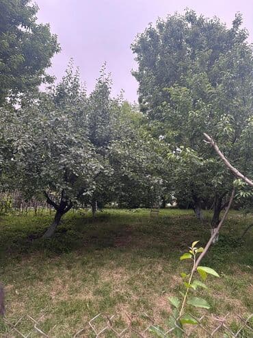İçkilər: Salam Quba rayonunda Dağlı kəndinde 'Qırmızı qesebe' -nin üst — 6