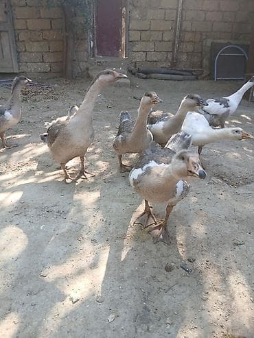 qus iran: Qaz balaları boz ag rengli yumurta tam 3 ayliq saglamliq biri 30m — 1