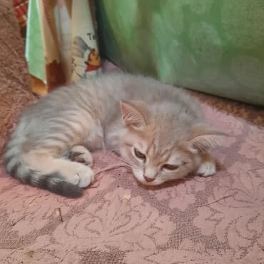 cins pişik: Gözəl boz rəngli balaca pişik skotiş strayt balası 2 aylıqdır — 1