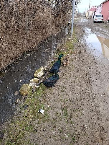 it şekileri: Erkək, Damazlıq, Ödənişli çatdırılma — 2