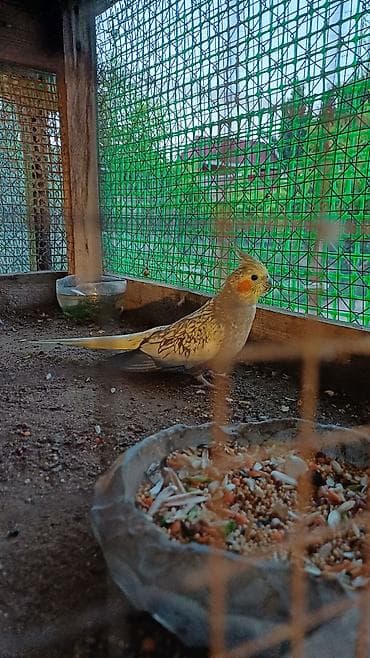 quş şekilleri: Nymph paraket (Cockatiel) – sarı-boz rəngli, yanaqlarında narıncı — 2