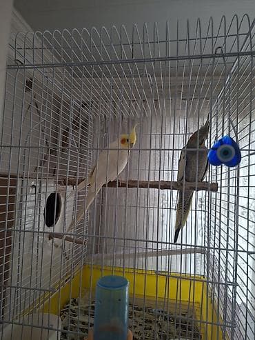 Qefesle beraber satilir