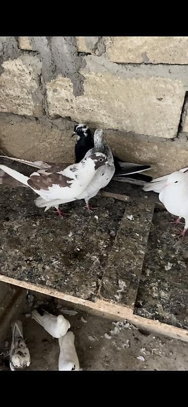 Göyərçinlər: Tecili — 4