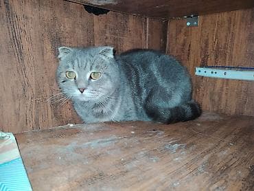 pisiklər: Britan yastı qulaq, Erkək, Yaxşı əllərə — 2