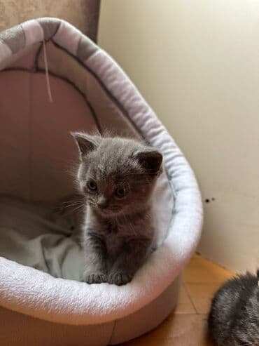 balaca sirin pisikler: Erkək, Dişi, Yaxşı əllərə, Ünvandan götürmə, Pulsuz çatdırılma, Ödənişli çatdırılma — 9