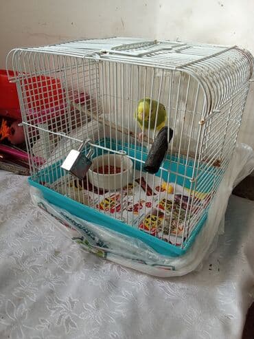 yarasa yuvası fiyatı: Tutuquşu qəfəs aksessuarlari ilə birlikdə verilir . çatdırılma var — 1