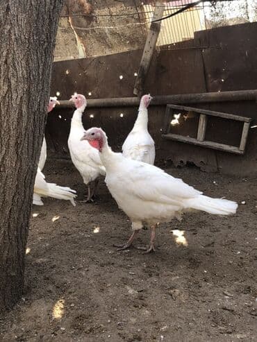 Digər heyvanlar: Dişi, Damazlıq, Ünvandan götürmə — 7