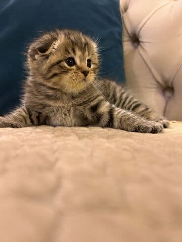 вислоухий сиамский кот: Шотладская вислоухая — 1