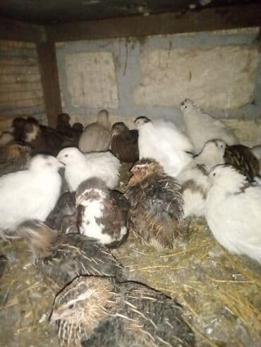 qu quşu və çöl qazı: Məhsul: Bildircinlər (yerli quşçuluq təsərrüfatı) 2.20azn Təsvir: - — 3