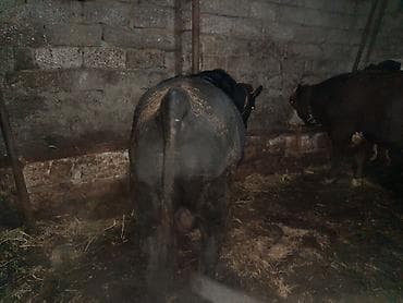 cins inəklərin satışı: Ikdene super cins erkek dana tam saglamdilar saxlamaqada superdiler — 4