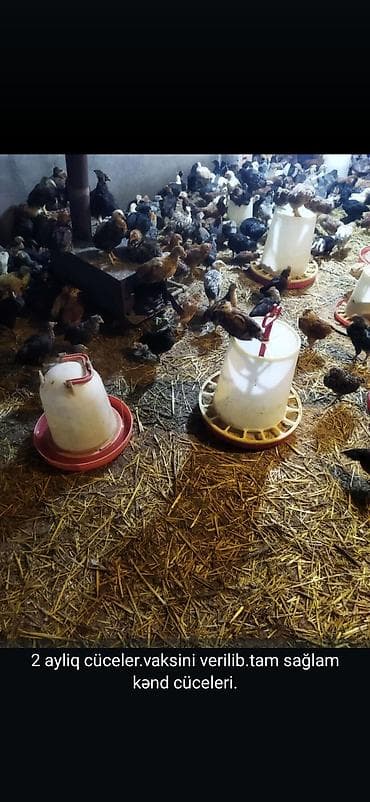 heyrati cuce: Toyuq, Damazlıq, Pulsuz çatdırılma — 2