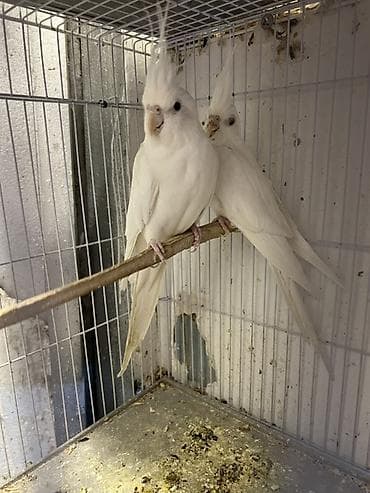 korella balasi: Yanaqsiz qirmizi goz korellalar,1 yawda olanda var,hazir cutlerde — 2