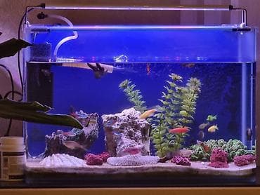 Heyvanlar: Sülhsevər — 4