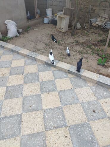 göyercin yuvası: Məhsul: Bəzək və uçuş üçün göyərçinlər Təsvir:salam. 4 eded goyercin — 9