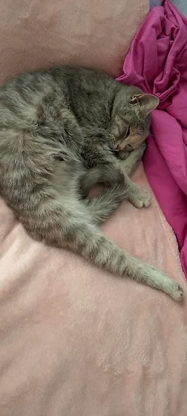 şotlan pisiyi: Dişi, Yaxşı əllərə, Ünvandan götürmə — 2